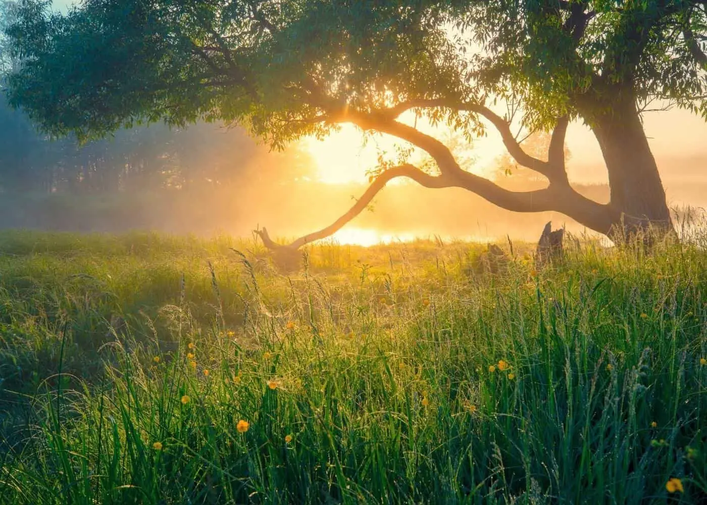 Sunlight through a tree over a grassy meadow