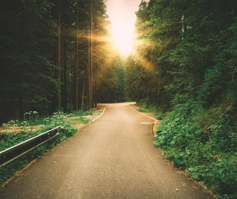 A quiet road through a sunlit forest